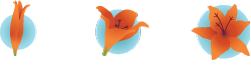 Hamlin Consulting logo - 3 stages of an orange tiger lily blooming
